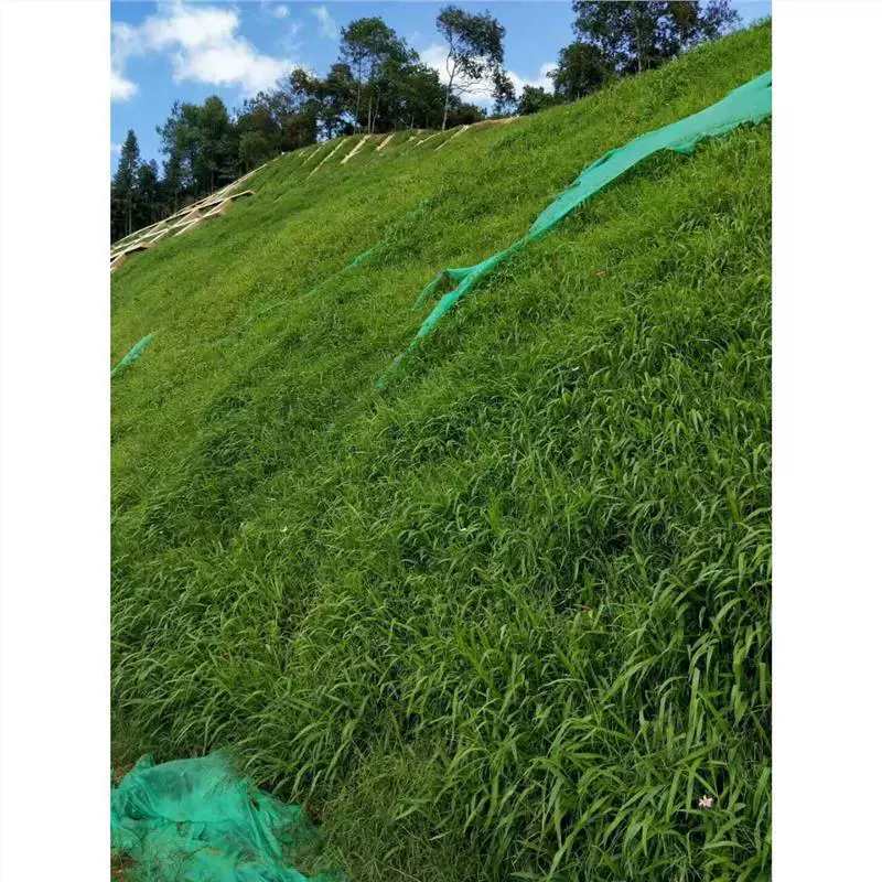 Семена широколистных сорняков, семена сорняков, семена травы, семена травы на склонах, семена для защиты склонов и зеленения, солестойкие семена сорняков.