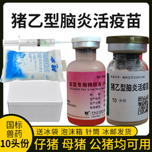 中牧猪乙型脑炎活疫苗猪乙脑猪疫苗兽药兽用预防猪脑炎