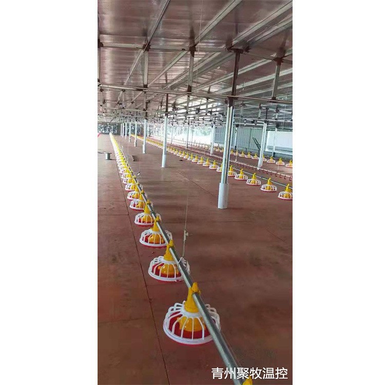 Línea de alimentación para la cría de pollos gruesa de pollo con barril de alimentación para la cría de pollos de gallina plana a sueldo para la alimentación automática de agua y línea de alimentos