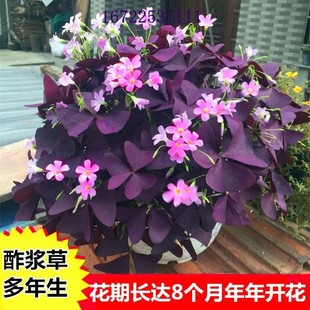 Purple-Leaf Wood Sorrel Seed Bulbs, Lucky Clover, Purple Butterfly, Red Flower, Wood Sorrel, Four-Season Flowering, Cold-Resistant Flower Seeds