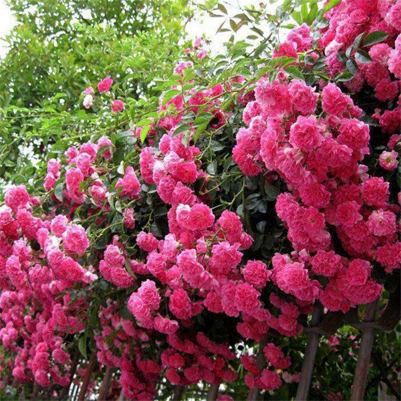 Четыре сезона Роза Рассада Виноградная лоза Большой цветок Роза Сад Вьющиеся Виноградные растения Ароматные цветы В горшке Балкон Роза Рассада