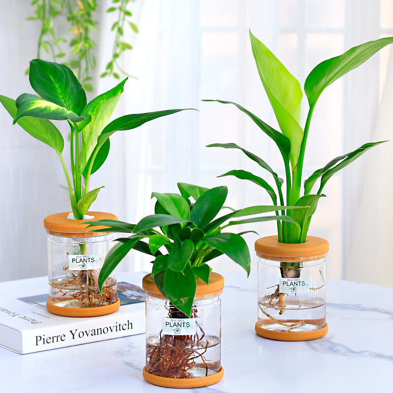 グリーンラタン水耕栽培ホルムアルデヒド除去鉢植え金のなる木ミント富竹屋内花緑植物オフィスグリーンラタン|undefined