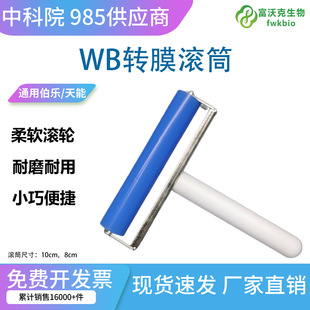 Western Blot�DĤ�LͲ�s���ݹ��z�L�Ӈ��a����WB�L݆�����DĤ�NĤ