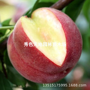 Grafted Fruit Saplings, Early-Maturing Peach Saplings, Planted in the South and North, Sand-Crisp Red Peach Saplings That Bear Fruit in the Same Year