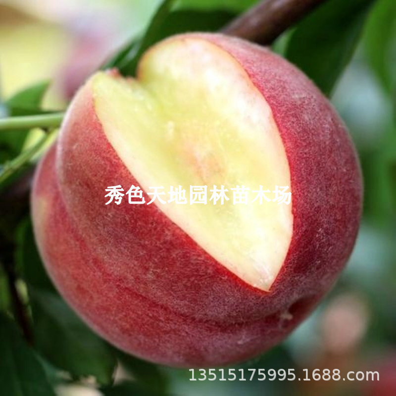 嫁接果树苗早熟水蜜桃树苗地栽南方北方种植沙脆红桃树苗当年结果