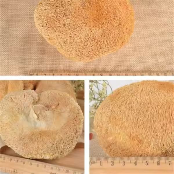 Hou Tou Gu Powder 500g Lion's Mane Mushroom Meal Replacement Powder from Northeast China quality and texture