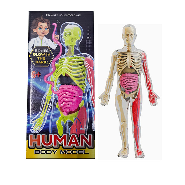 Educación temprana órganos humanos modelo esqueleto conjunto de ciencia y educación para estudiantes de primaria y secundaria DIY ensamblaje infantil puzzle juguete luz nocturna