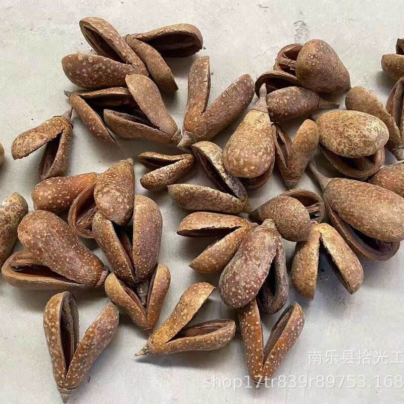Plant Fruit Shells, Pear Fruit Specimens, Bean Pods, DIY Materials, Meteor Shells, Decorative Handmade Animal Ear Accessories