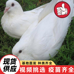 ������Ɍ��N�� �������V�������B�^�p���������� �����������r��