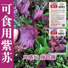 紫苏种子可食用 春夏秋四季播蔬菜籽 阳台盆栽大田紫大叶紫苏种子