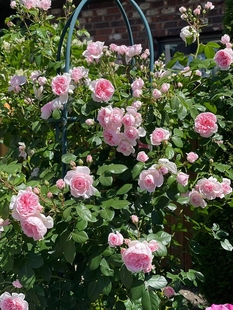 Vine Rose Cinderella Flower Seedlings Balcony Courtyard Potted Climbing Plant Rose Wall Climbing Flower Large Flower Fragrance