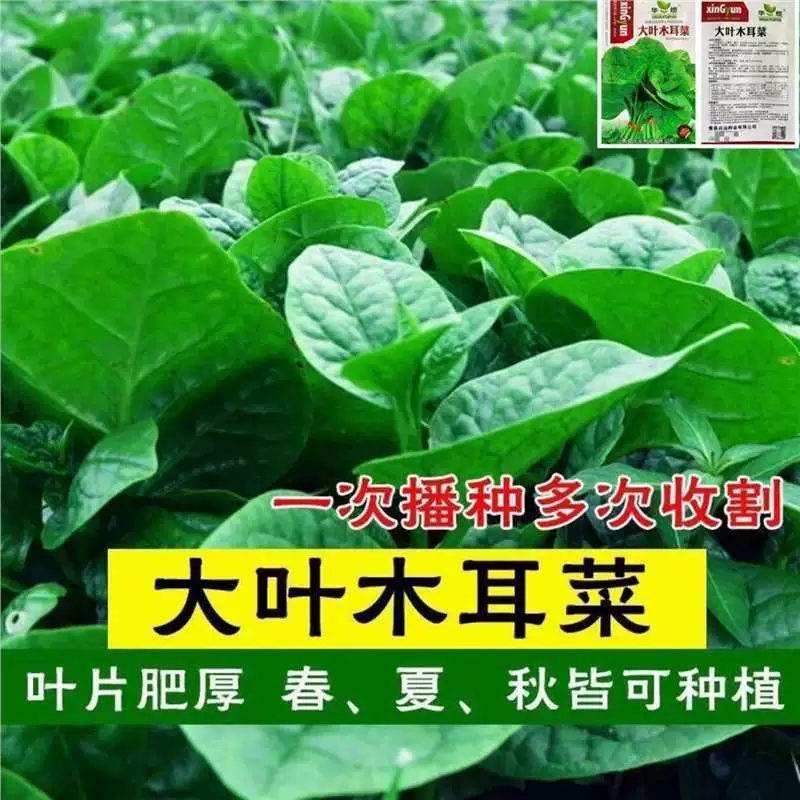 Семена бамии с крупными листьями для всех сезонов, быстрорастущие семена овощей тофу, весенние, летние и осенние семена овощей для балконного сада в горшках