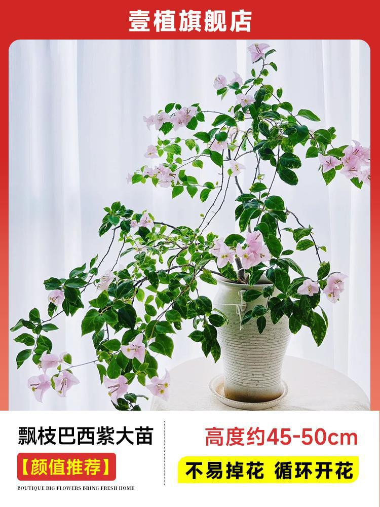 [외관 추천] 떠다니는 가지 브라질 보라색 모종 [45-50cm丨떨어지기 쉽지 않음丨반복 개화]