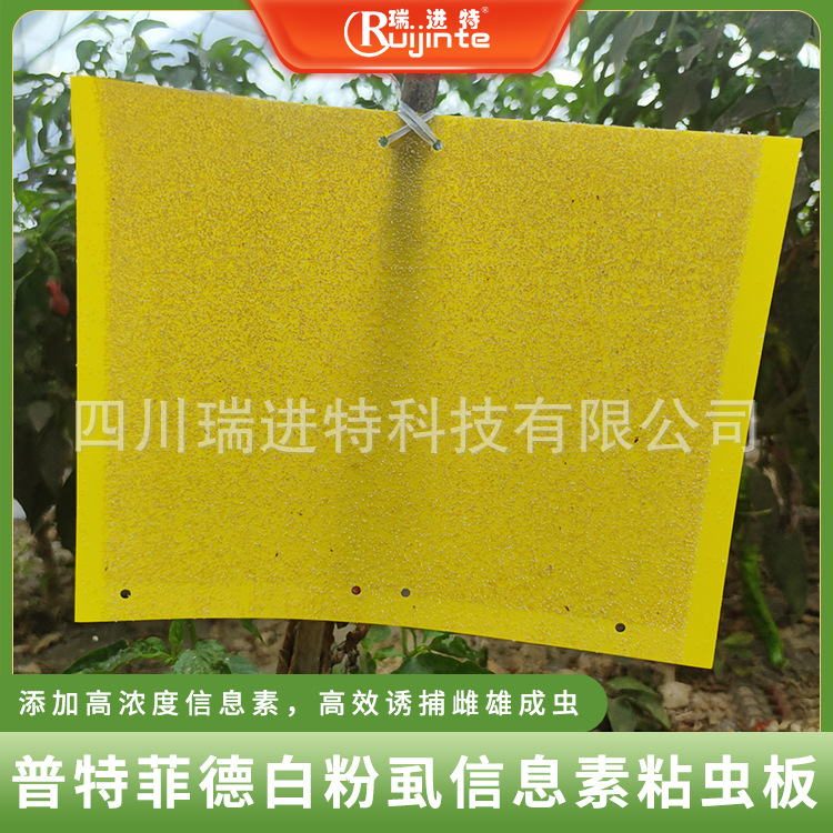 白粉虱信息素粘虫板双面强力针对性诱虫板辣椒大棚蔬菜专用灭虫板