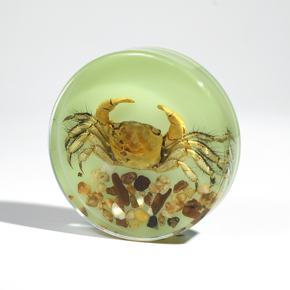 Luminous】General Crab View