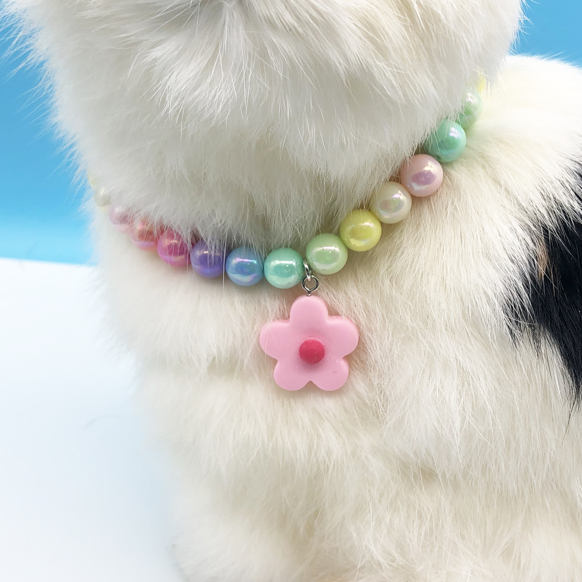 Collana dritta per gatti, orsacchiotti e cani di piccola taglia, con catena a forma di fiore, arcobaleno, accessori per collare_voghion.com