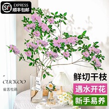 ȸNˮֲr֦lļ_҃ȿ͏dˮBrGֲ