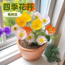 M؛˷Nӻɫuͺ͟ļ̨ͥԺԻ