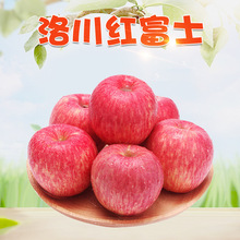 【 严选】精品果洛川红富士 代发5斤新鲜当季脆甜水果陕西红苹果