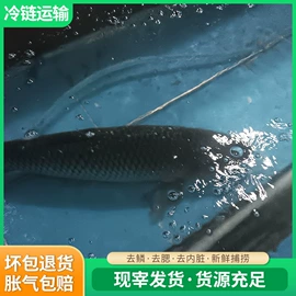 鱼类;鲜/活禽类