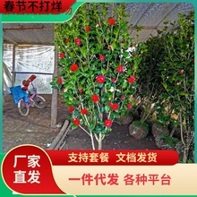 һlļͶ̓軨̨҃@^辰