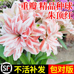 Zhu Dinghong Imported Double-Petaled Bulbs, Extra-Large Extra-Large Bulbs, Potted Plants That Bloom in All Seasons, Indoor Balcony, Long Flowering Time