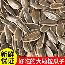 瓜子 葵花子厂家批发原味1斤5斤红枣核桃味熟葵花籽零食炒货年货