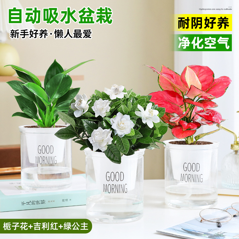 [하이룩 패키지] 가드니아 + 지리 레드 + 그린 프린세스