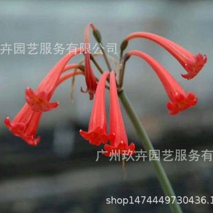 Shandan Dan Flower Bulbs, Flower Plants, Courtyard Flower Beds, Flower Mirrors, Park Flower Bulbs and Seedlings