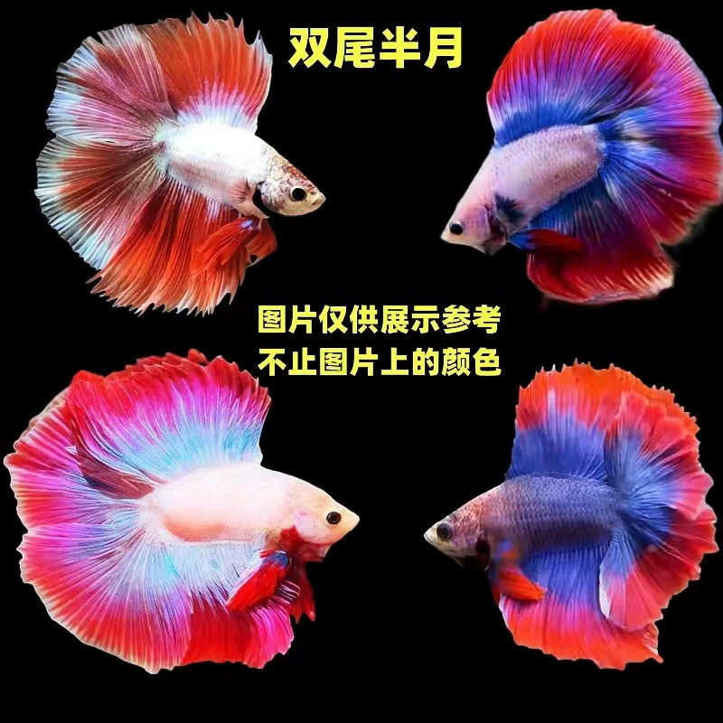 Аквариумный петушок Betta (Thai Douyu) — белый/пастельный, супер-хвост SSS, тропическая декоративная рыбка