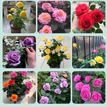 õ�廨���Ϙ��ش󻨻��ܾGֲ�������¼��Nޱ�҃����̨�ļ�