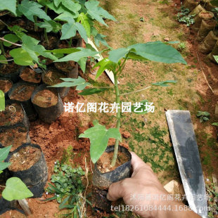 ľ�Ϙ��������ļt��ˮ��ľ�ϰ����箔��Y���ϱ����Nֲ���Ե���