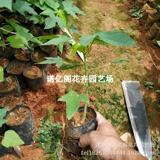 木瓜树苗夏威夷红心水果木瓜矮化苗当年结果南北方种植盆栽地栽
