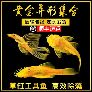 �S�����Ӵ�������~�{�ۺ����~24K�t�ۺ����~������׹����~