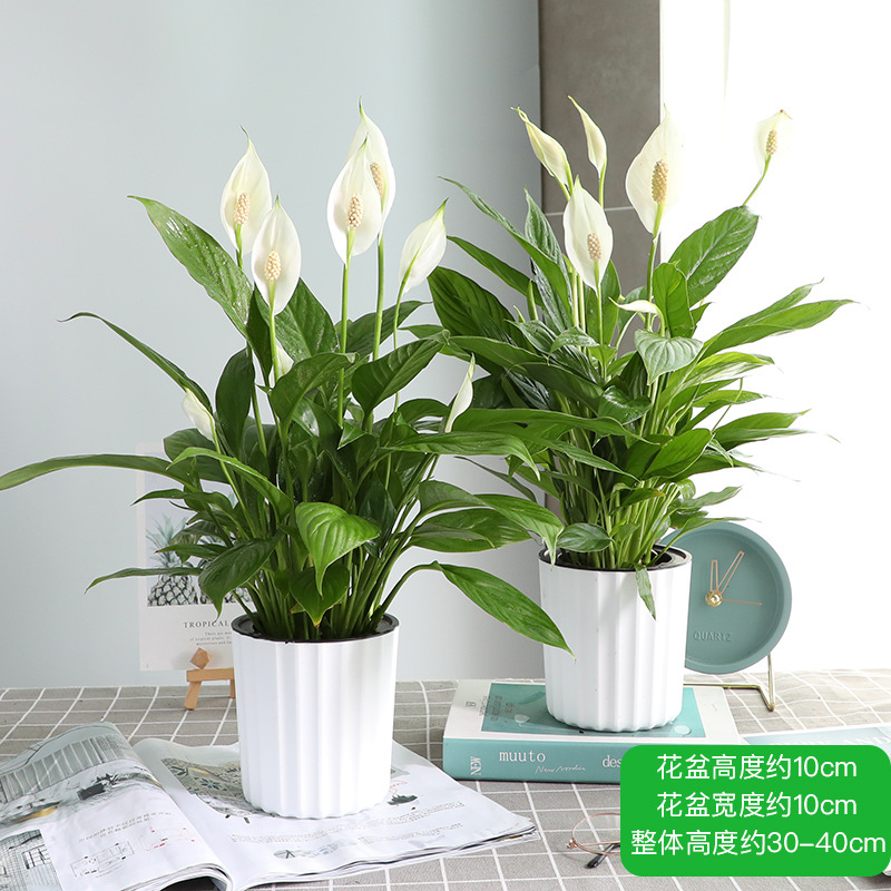 특급 순항 흰색 손바닥 + 흰색 세로 줄무늬 자동 흡수 플라스틱 세면대 × 2개 세면대