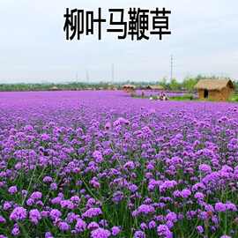 多年生宿根型易活蜻蜓草花种籽户外花海打造柳叶马鞭草花种子批发