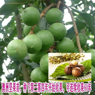 ���ވԹ�����޽��������Ĺ������Ϸ��Nֲ�ϙ���ţ�͹�����֦��