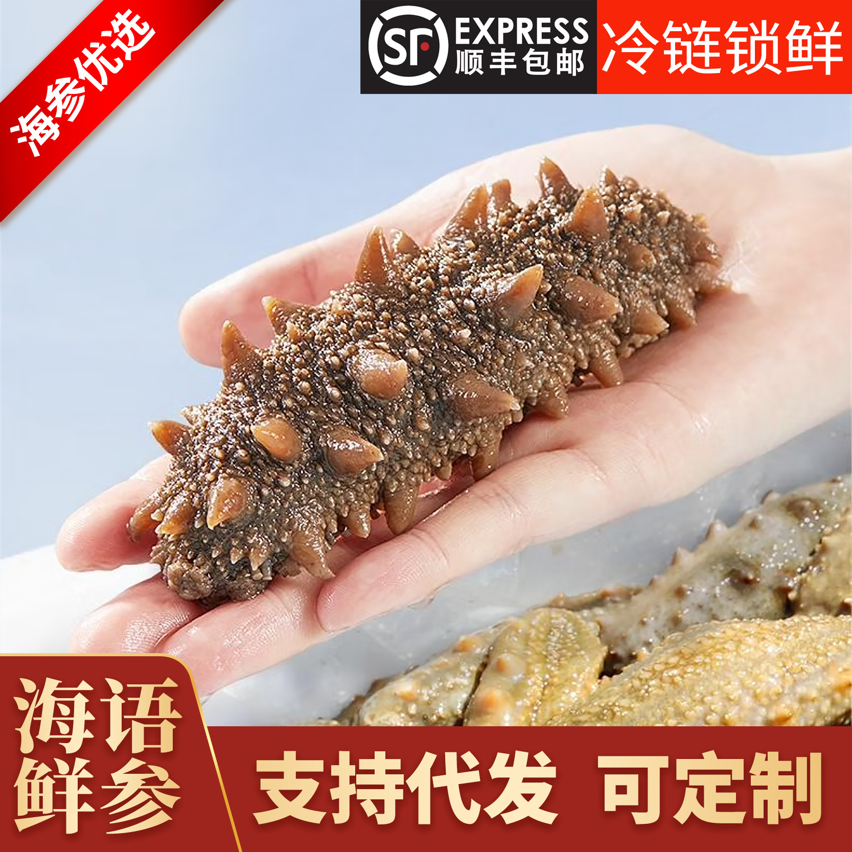 【冻煮】半干10~15头/斤高压即食辽参大连海参非干货工厂一件代发