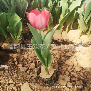 Цинджоу основание распределение тюльпанов Разнообразие разнообразия шарика для шарика