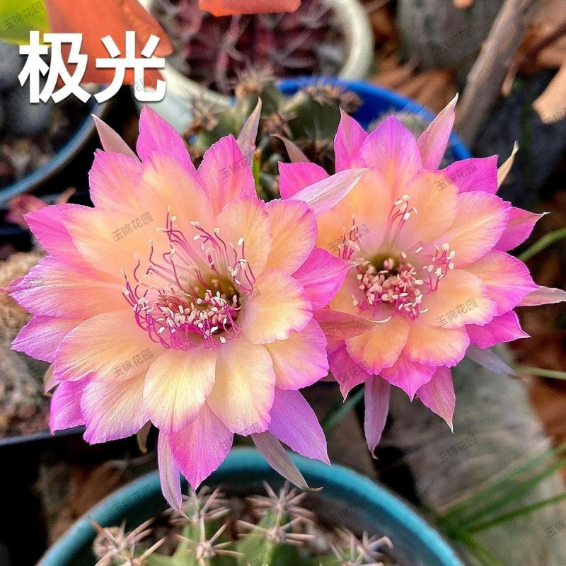 ●■오로라 3-5cm - 랜덤 장난감 1개 증정■●