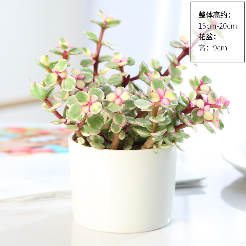 알레의 춤(간단한 도자기 대야)에는 비료가 포함되어 있습니다.