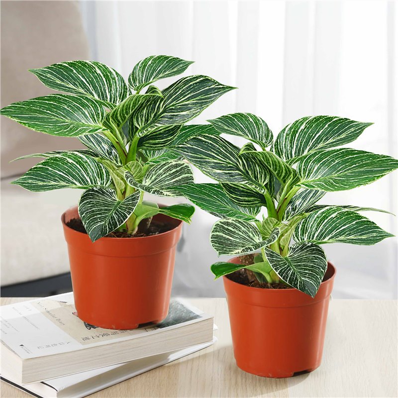 화분에 심은 백금 금 드릴 30cm1 간단한 분지 + 영양 용액 2 개