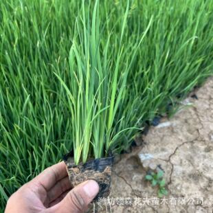 �S������ˮ���Sβ ˮ��ͦˮֲ���~�������G��ֲ���S����С������