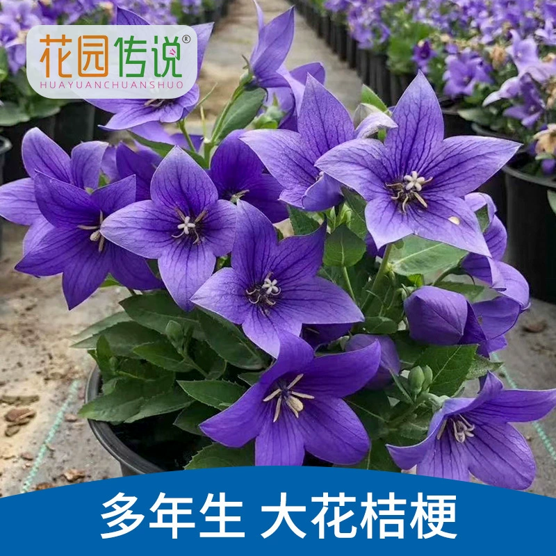 Легенда сада Большой цветок Платикодон крупноцветковый семена неокеанический Платикодон крупноцветковый семена живые цветущие постоянно цветы в горшке четыре сезона легко жить
