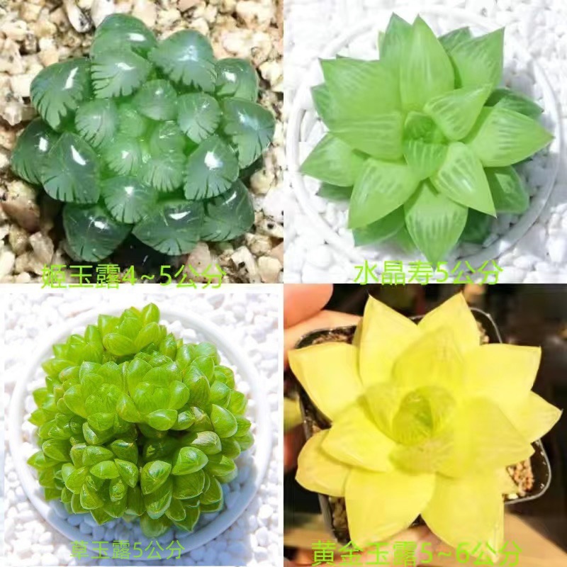 (훌륭한 가치) Ji Yulu + Crystal Shou + Grass Jade Dew + Gold