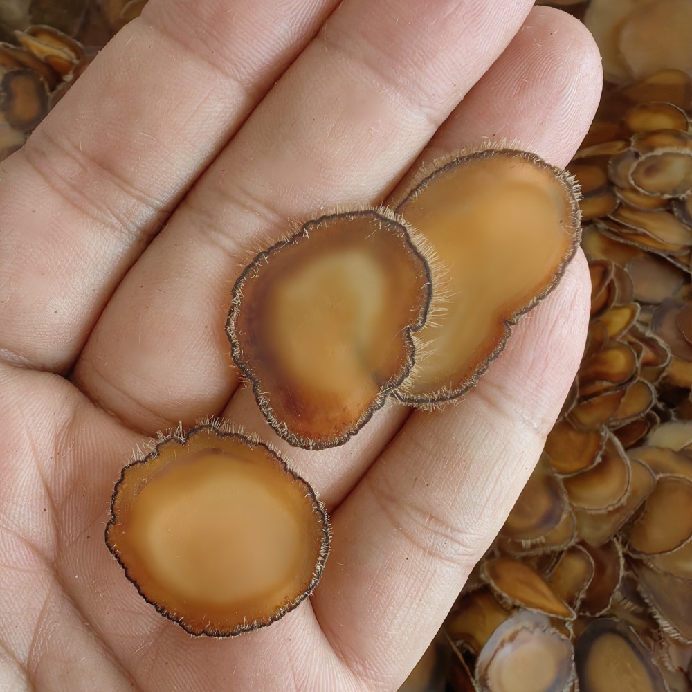 Deer Antler Slices Lu Rong Quan La Pian Full Wax Slices for Soup and Wine Infusion 5g key features