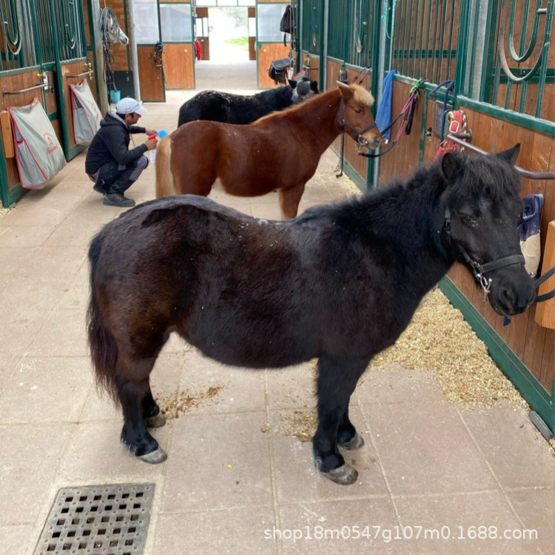 Маленькие миниатюрные импортные детские питомцы для продажи и аренды: шетландские пони