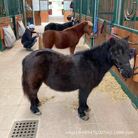 宠物马幼体小矮马活物小马矮马活马小型骑乘马活体迷你儿童小马
