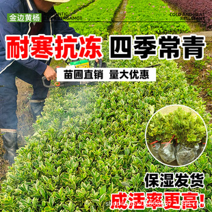 ��߅�S������ͺ�С�~�G�hͥԺ�G�����̄e���������ͺ��ļ�ֲ��