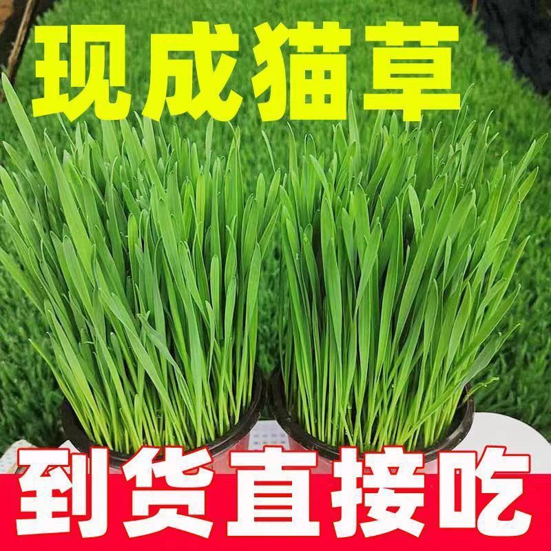 Cat Grass Ready-To-Eat Potted Hair Removal Ball Wheat Planting Soil Culture Nutrition Cat Seeds Self-Grown Snack Set